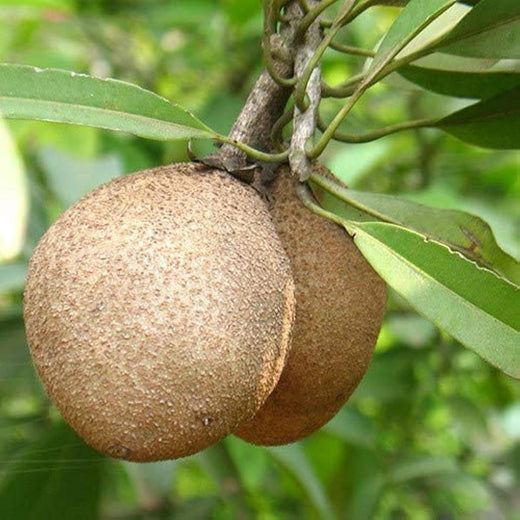 Sapodilla Seeds