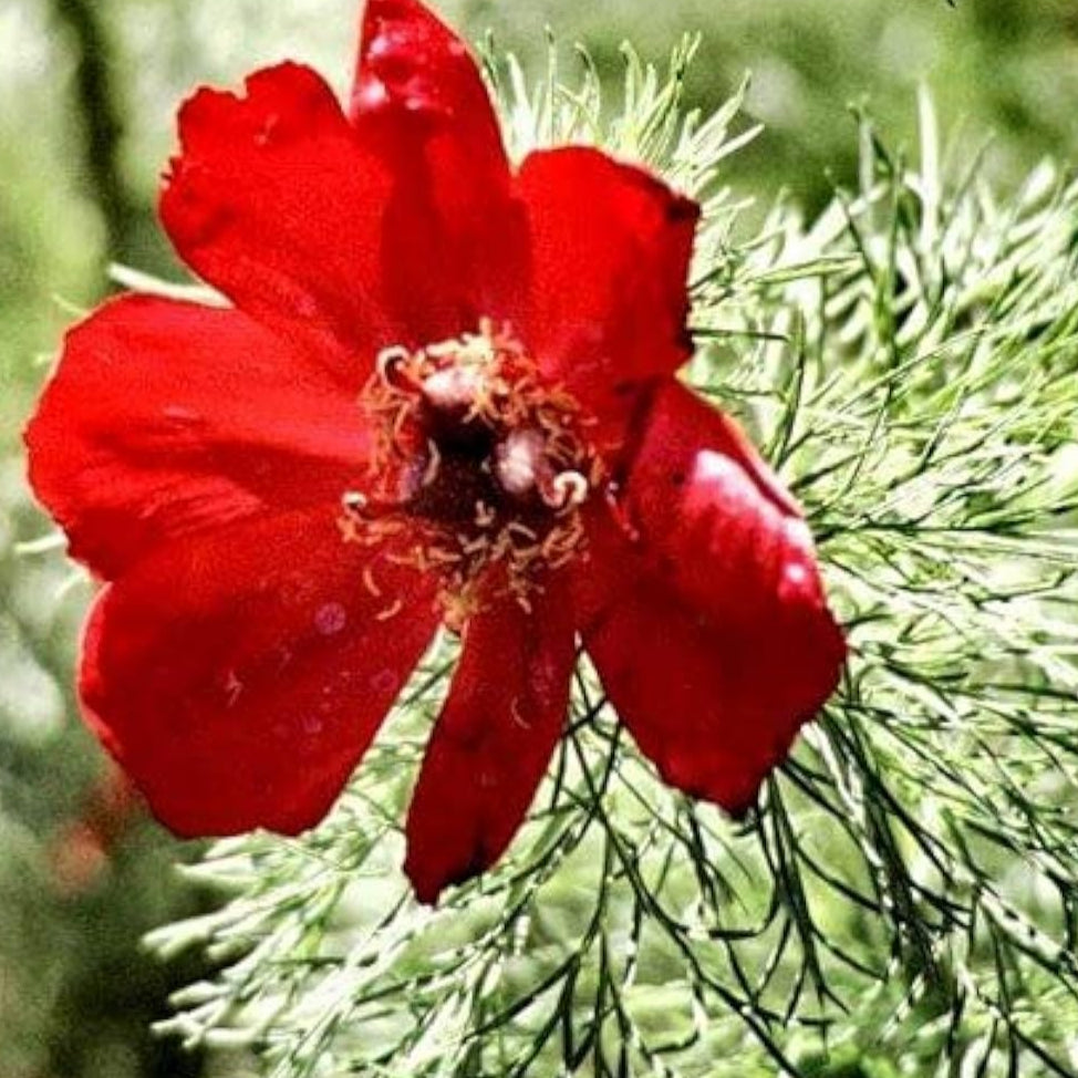 Fern Leaf Peony Seeds Up to 50% Off
