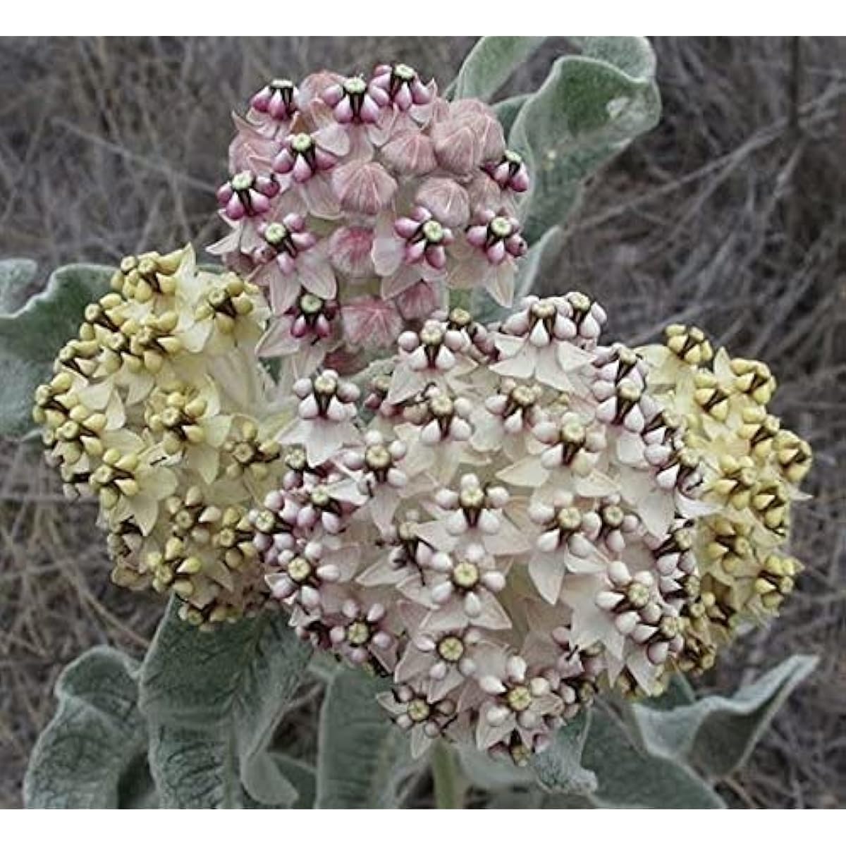 Asclepias eriocarpa Seeds up to 50%