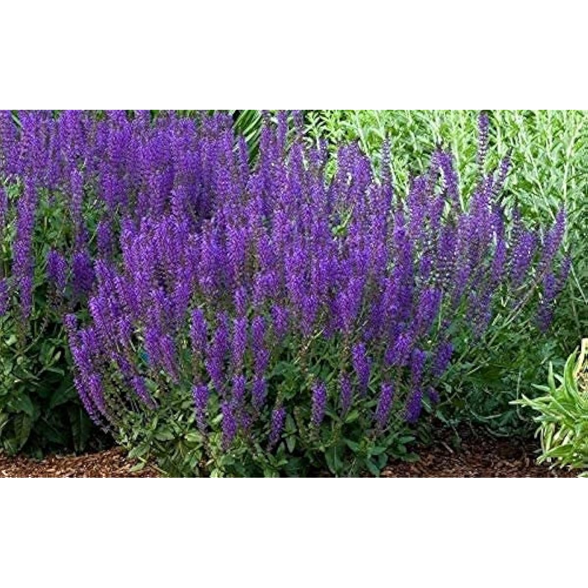 May Night Salvia Seeds up to 50%