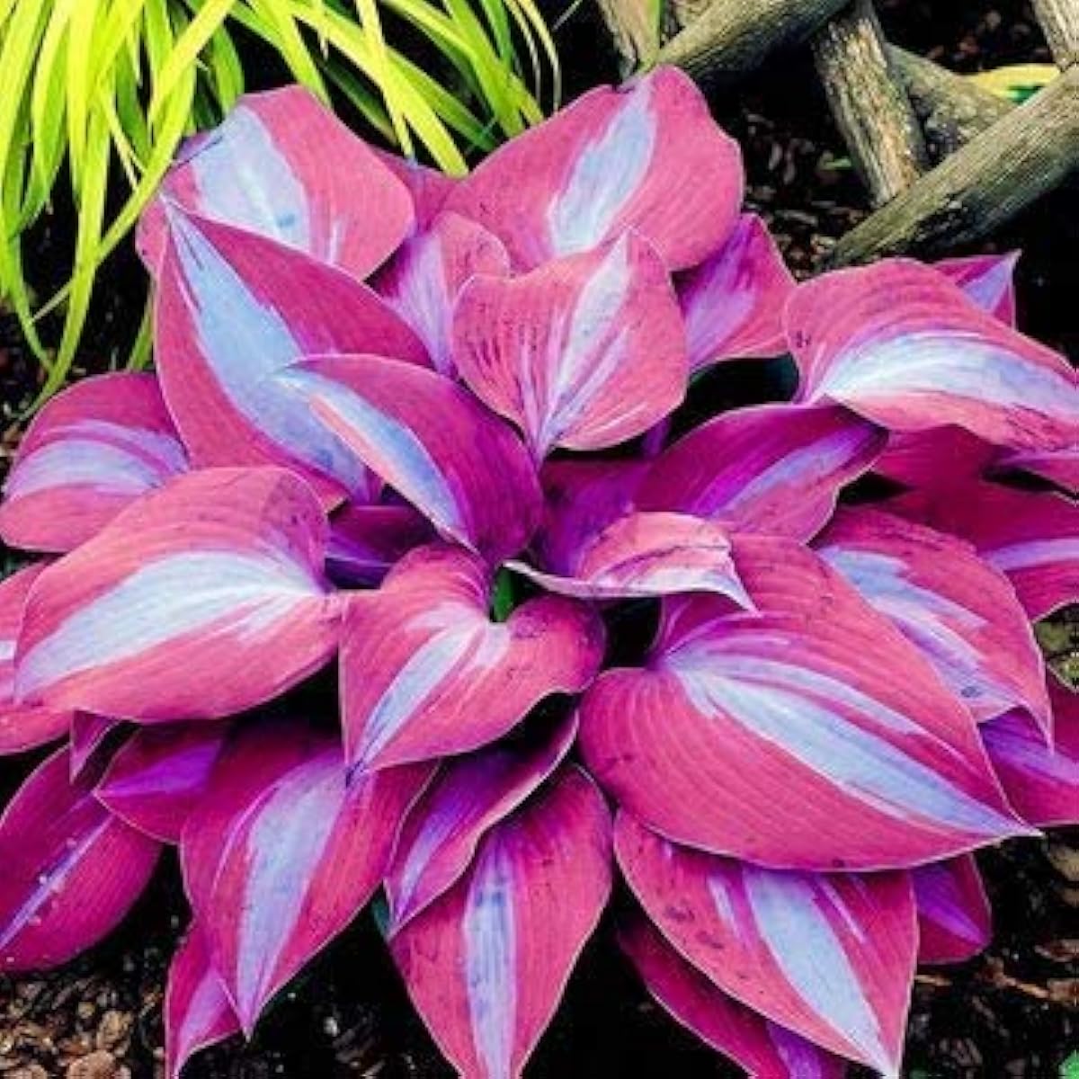 Hosta Elegans Plant Seeds up to 50%