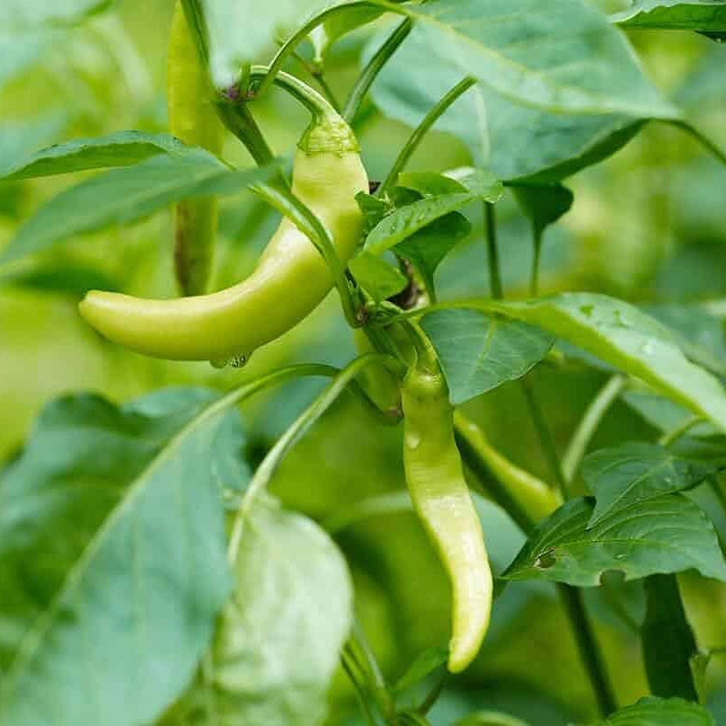 Pepperoncini Italian Sweet Pepper Seeds – Heirloom Pickling & Friggitello Variety – up to 50%