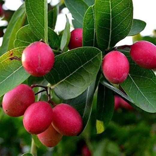 Lime Berry Seeds