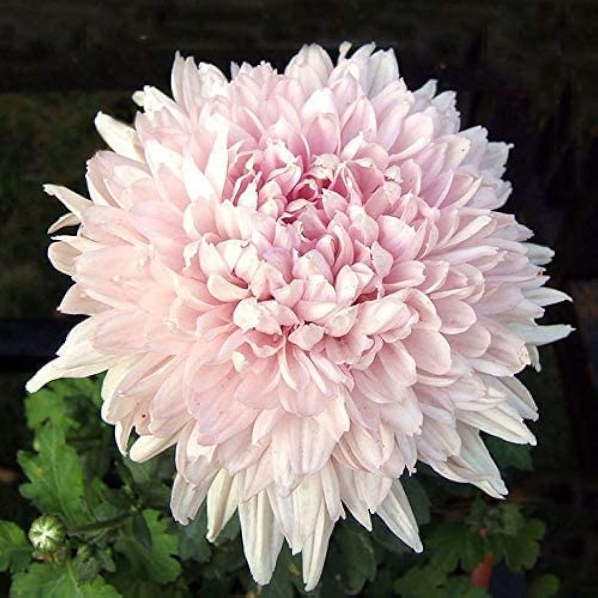 Rare Bonsai Chrysanthemum Seeds Up to 50% Off