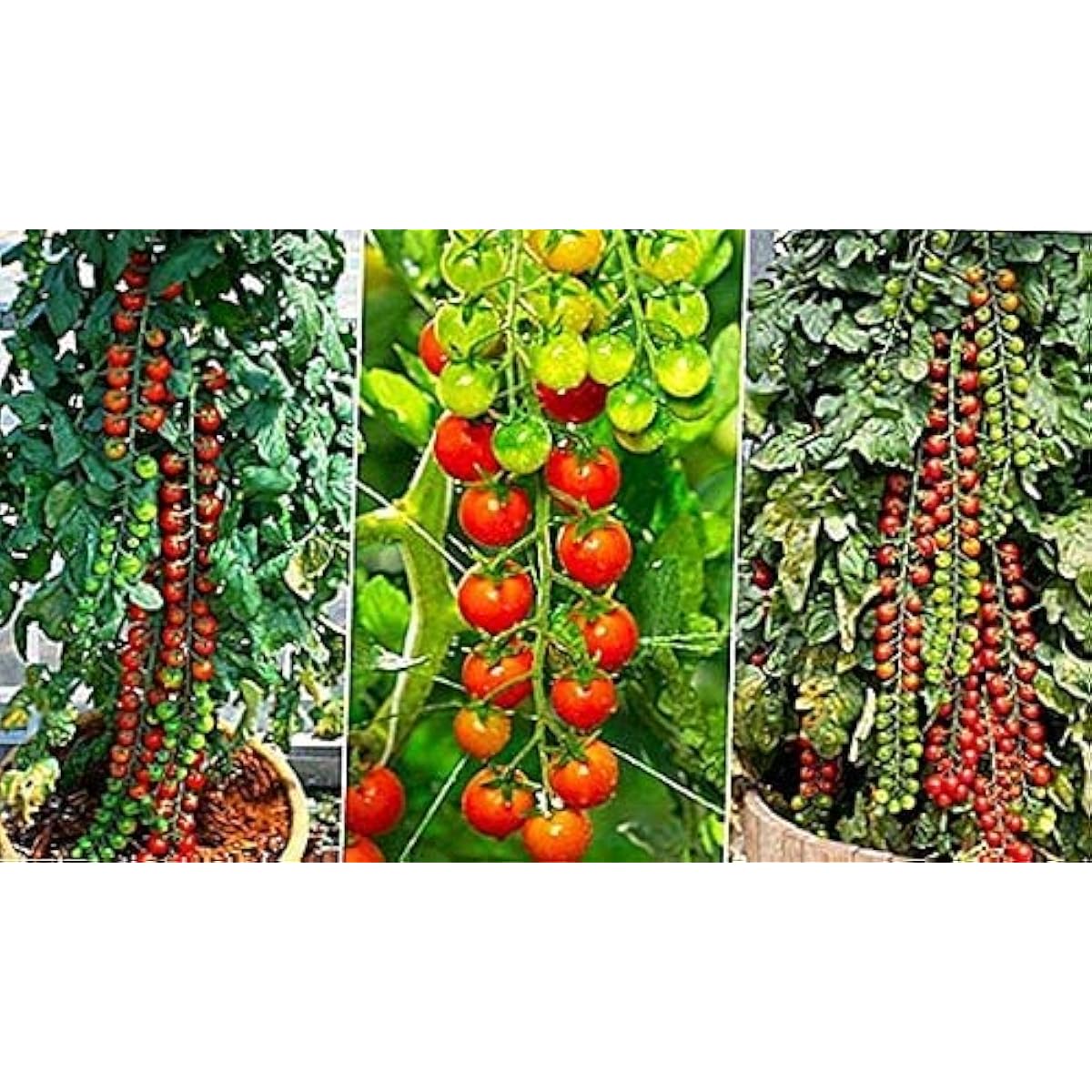 Rapunzel Tomato Seeds Up to 50% Off