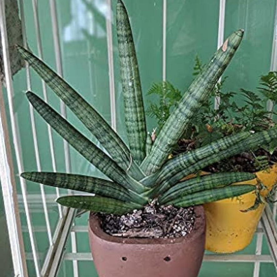 Snake Succulent Plant Seeds Up to 50% Off