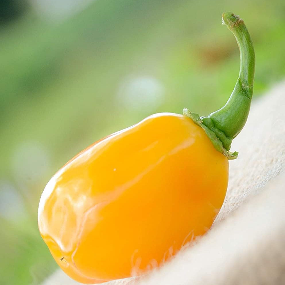 Aji Dulce Yellow Round Heirloom Pepper Seeds – up to 50%