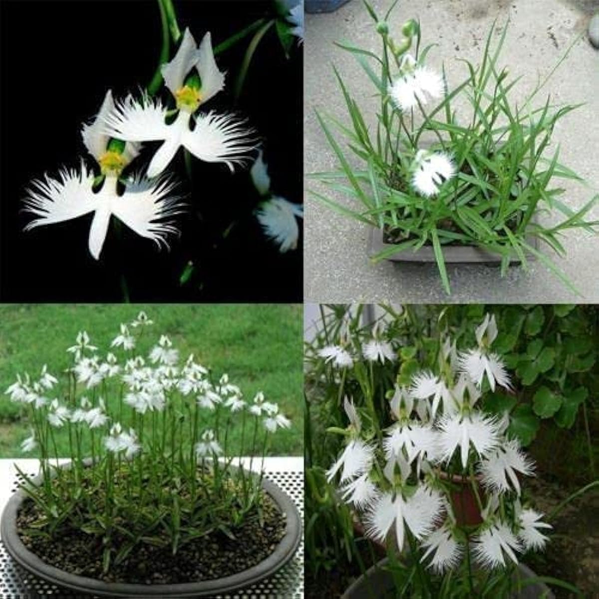 White Egret Orchid Seeds – up to 50%