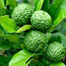Kaffir Lime Seeds