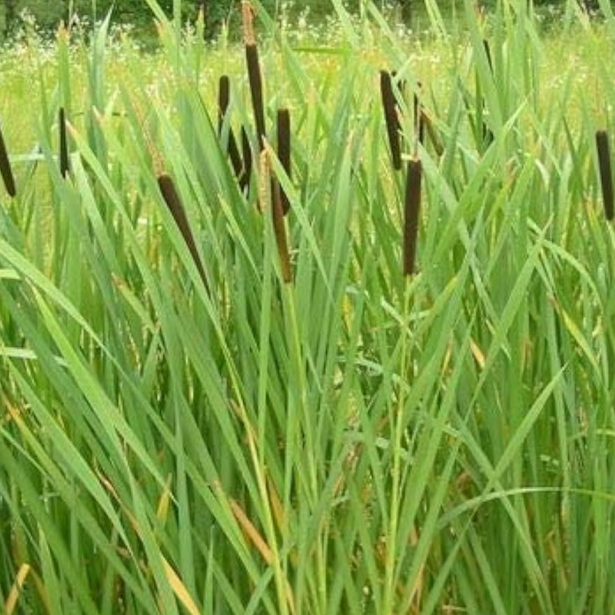 Dwarf Cattail Seeds – up to 50%