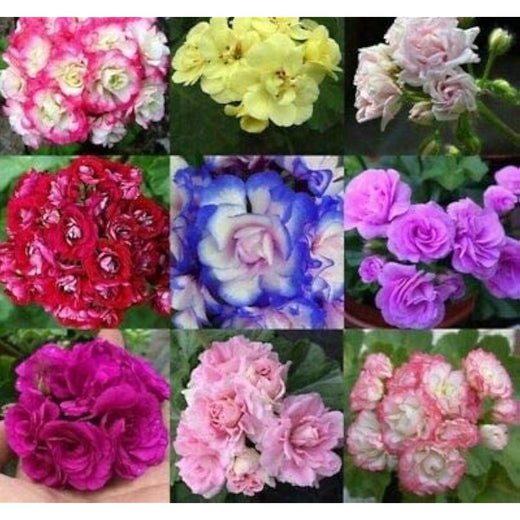 Apple Blossom Geranium Mix Seeds