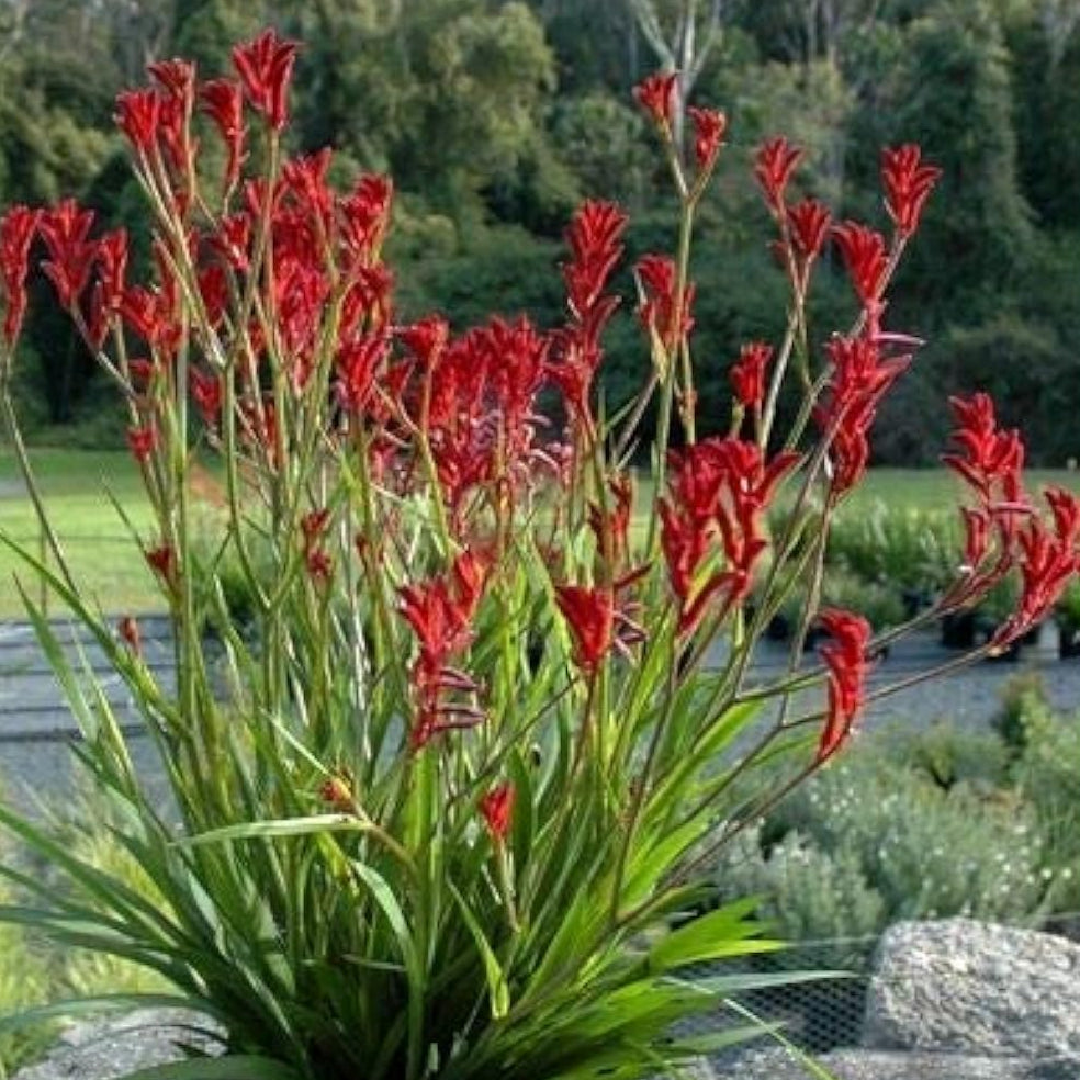 Red Kangaroo Paw Seeds up to 50%