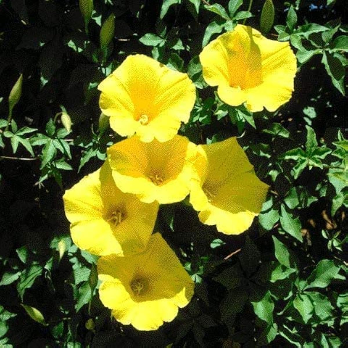 Yellow Morning Glory Seeds up to 50%