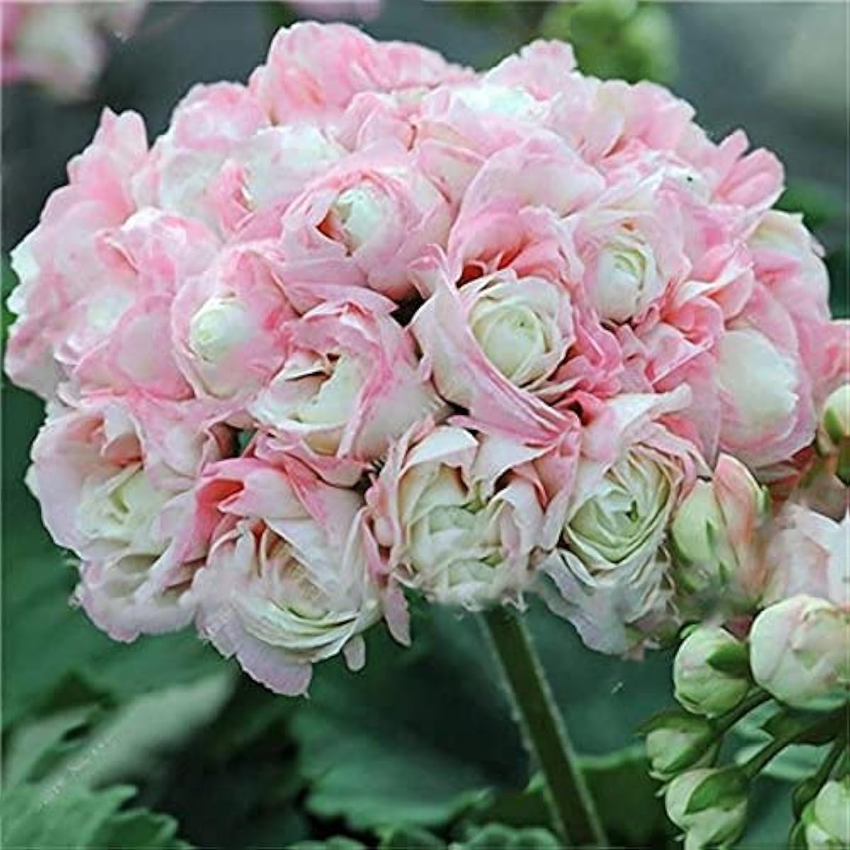 Garden Geranium Flower Seeds Up to 50% Off
