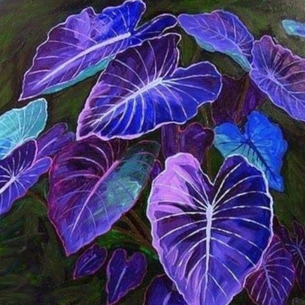 Blue Caladium Flower Seeds Up to 50% Off