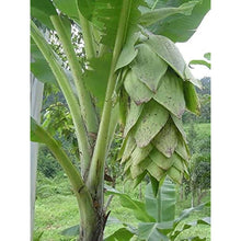 Snow Banana Seeds