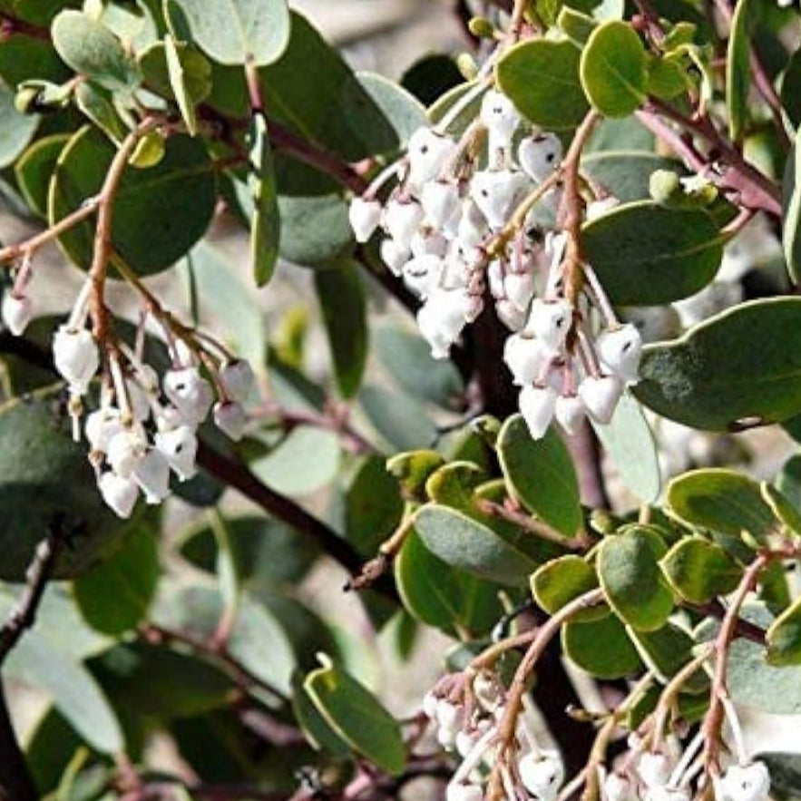 Whiteleaf Manzanita Seeds up to 50%