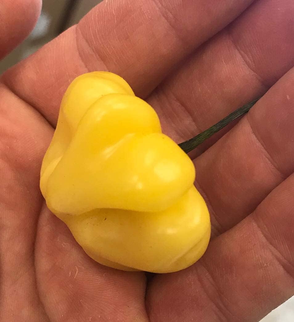 Aji Brazilian Starfish Yellow Hot Pepper Seeds– up to 50%