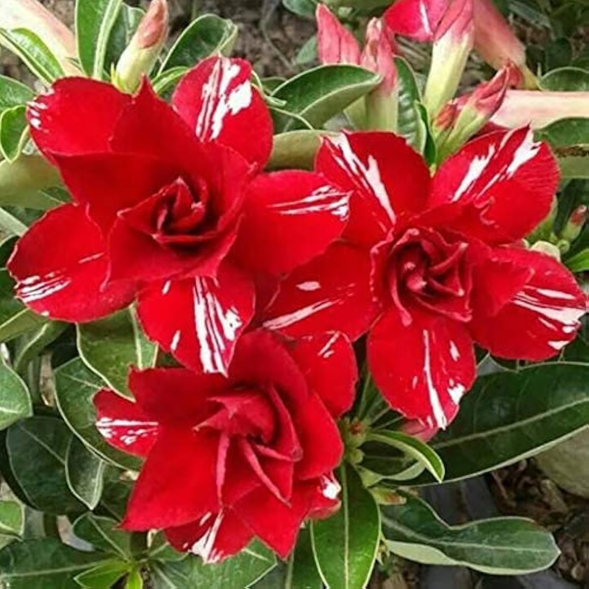 Red Desert Rose Seeds Up to 50% Off