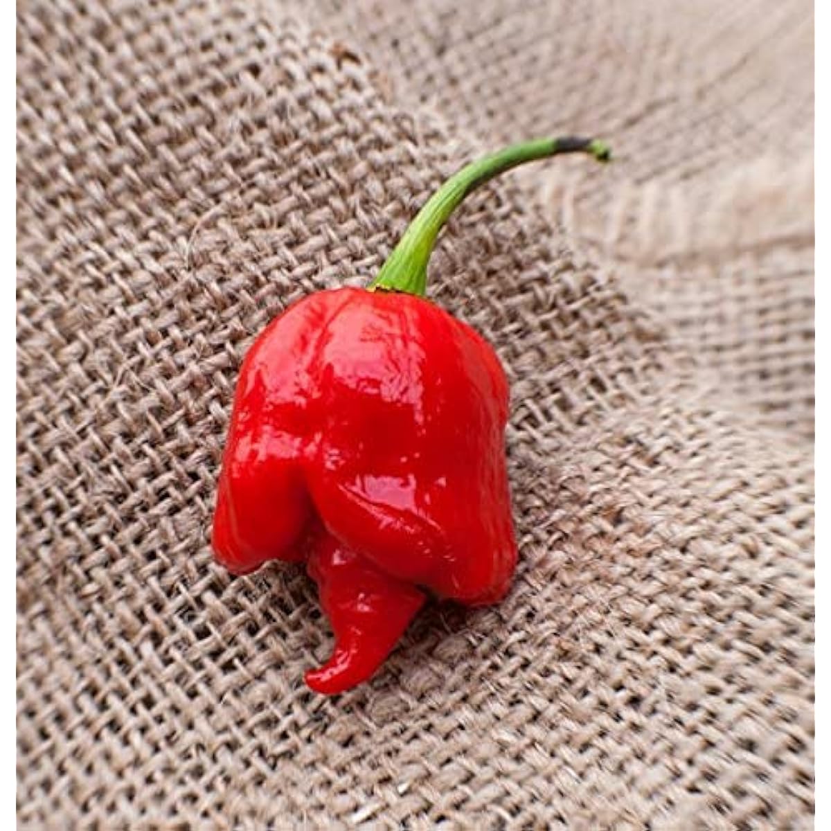 Butch T Variant Trinidad Scorpion Heirloom Pepper Seeds– up to 50%