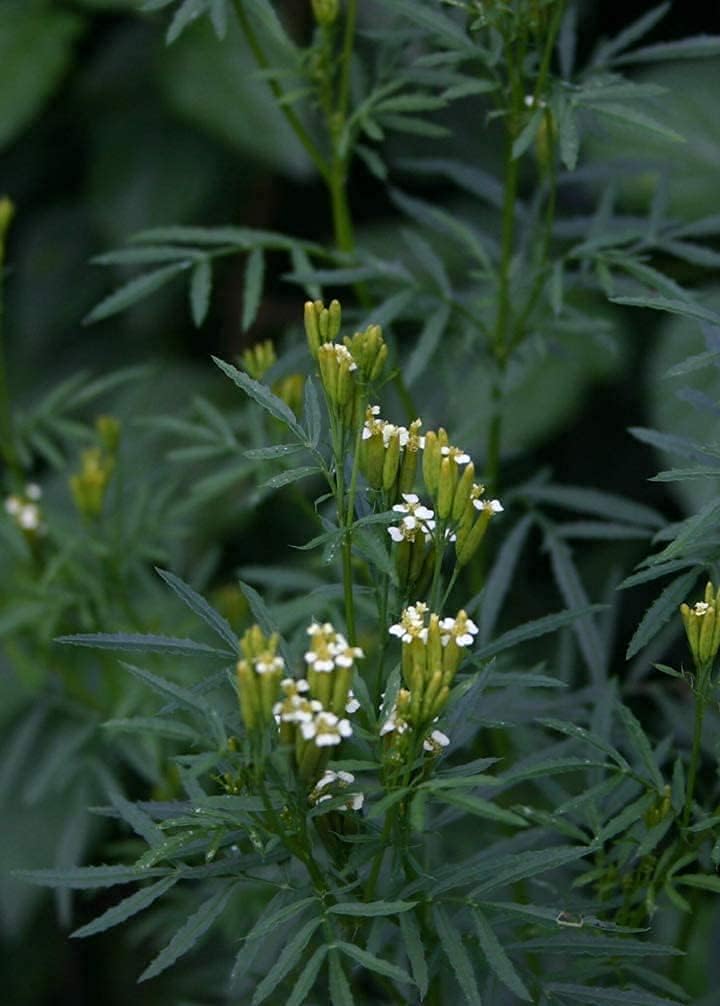 Black Mint Huacatay Seeds Up to 50% Off
