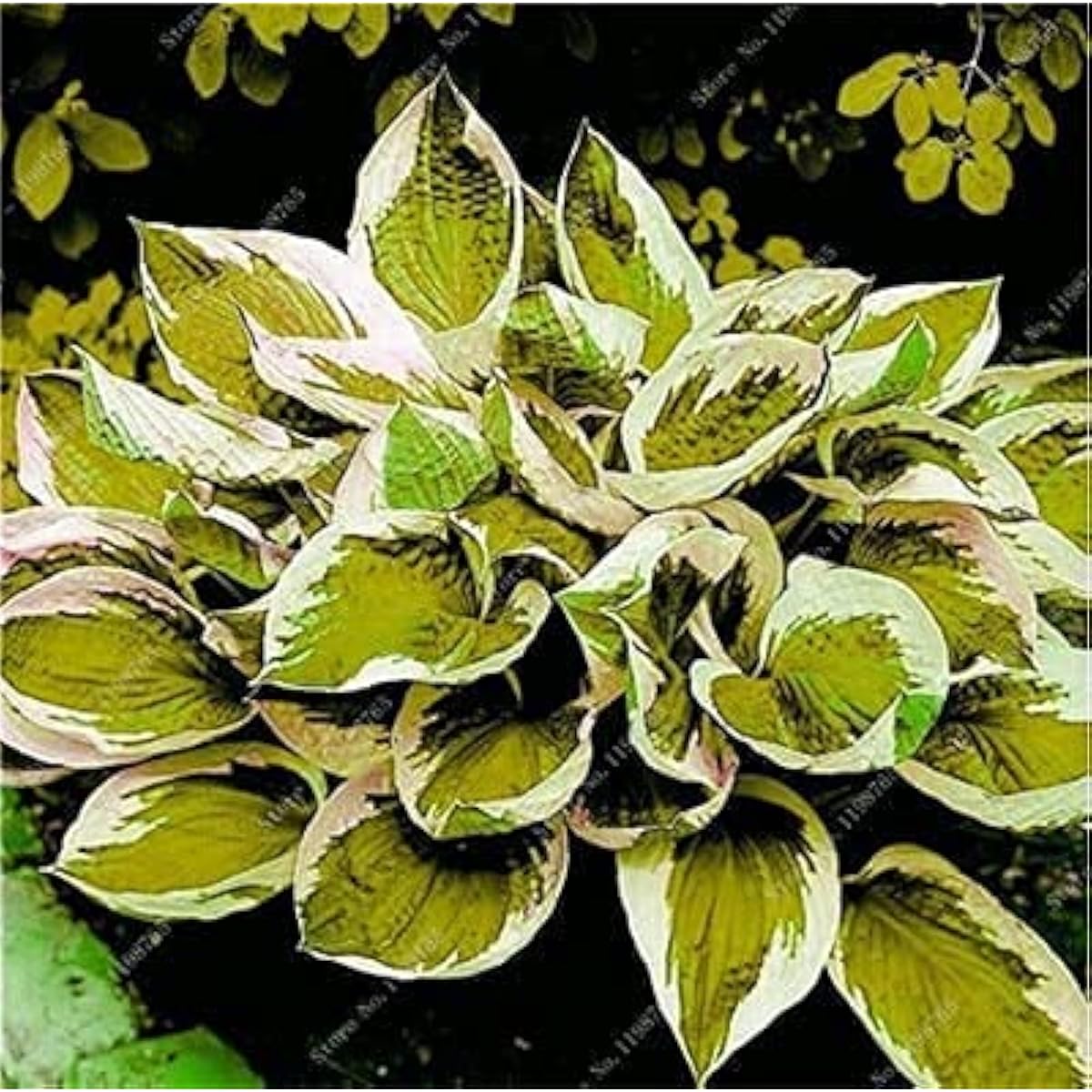 Mixed Hosta Jardin Perennial Lily Seeds – White Lace Variety– prime day up to 50%