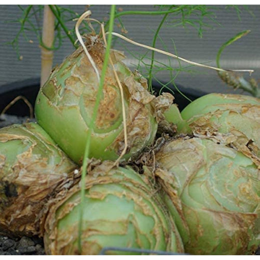 Climbing Onion Seeds