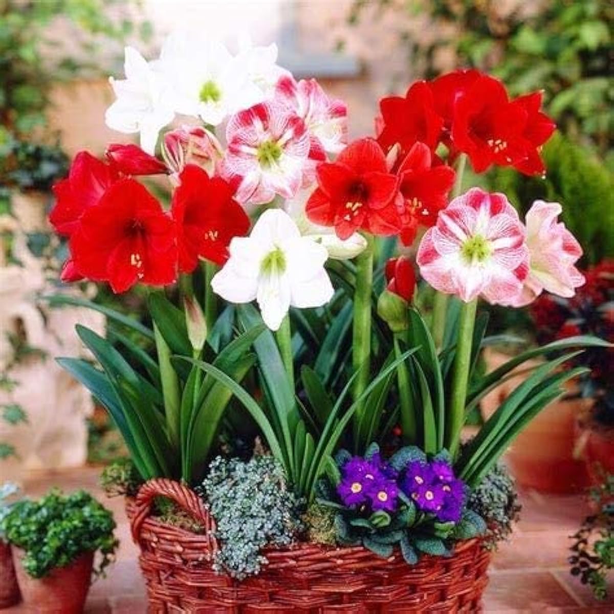 Amaryllis Flower Seeds up to 50%