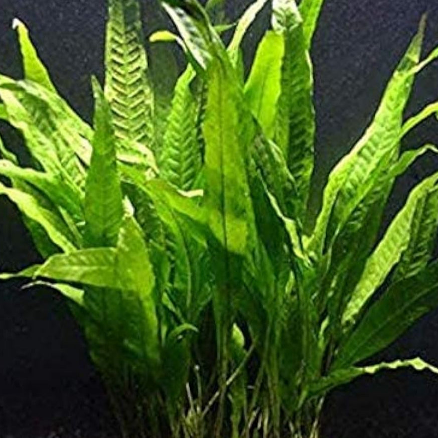 Java Fern Aquatic Seeds Up to 50% Off