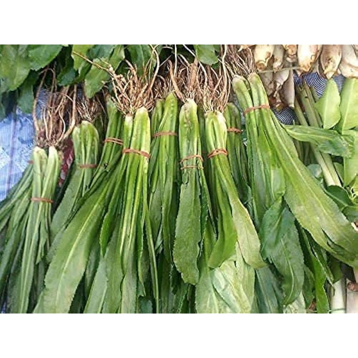 Culantro Herb Seeds up to 50%