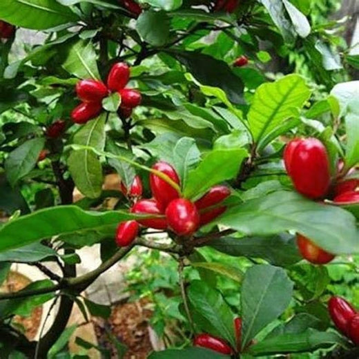 Miracle Fruit Seeds