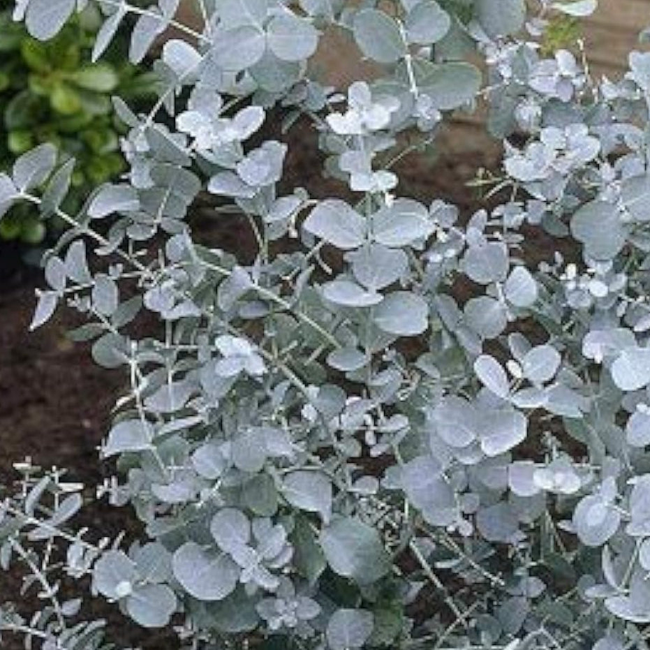 Cider Gum Eucalyptus Seeds Up to 50% Off