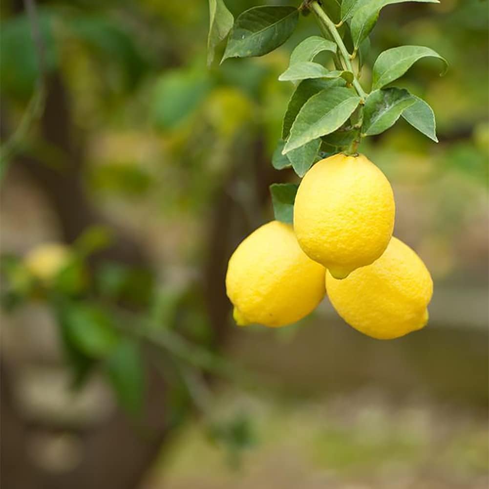 Lemon Tree Seeds up to 50%