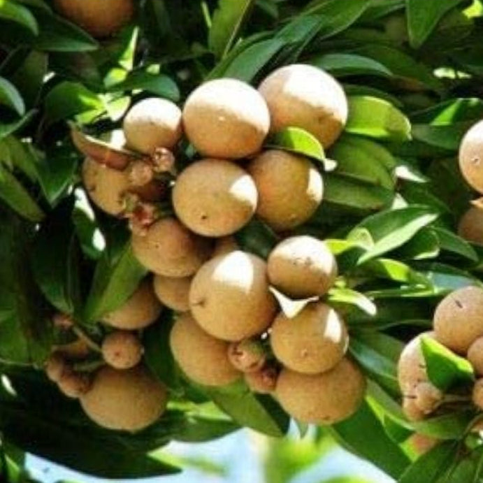 Sapodilla Fruit Seeds Up to 50% Off