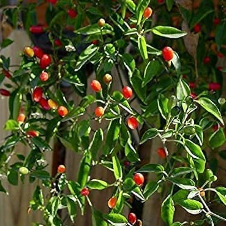 Chile Piquin Pepper Seeds – Heirloom Non-GMO | Up to 50%