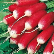 French Breakfast Radish Seeds
