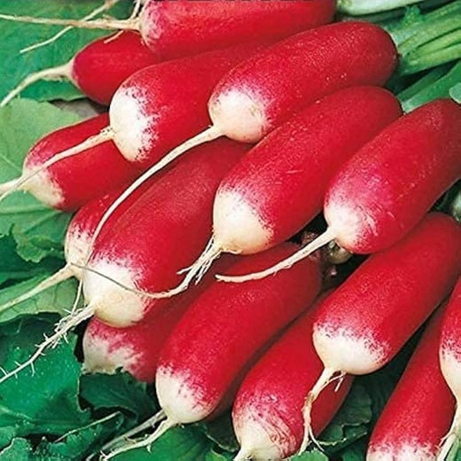 French Breakfast Radish Seeds