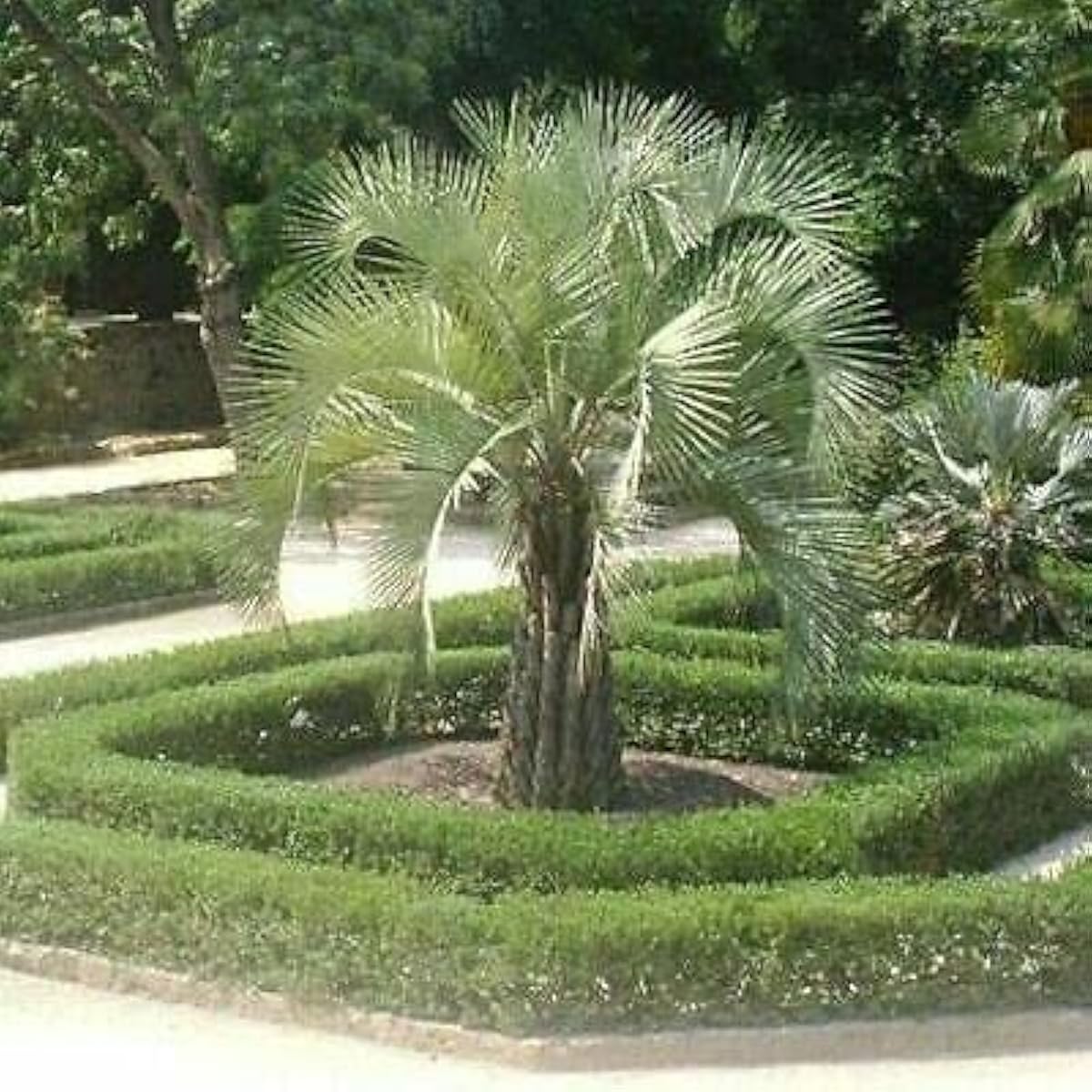 Jelly Palm Tree Seeds Up to 50% Off