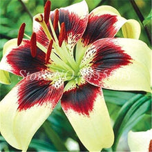 Amaryllis Flower Seeds Mixed Colors