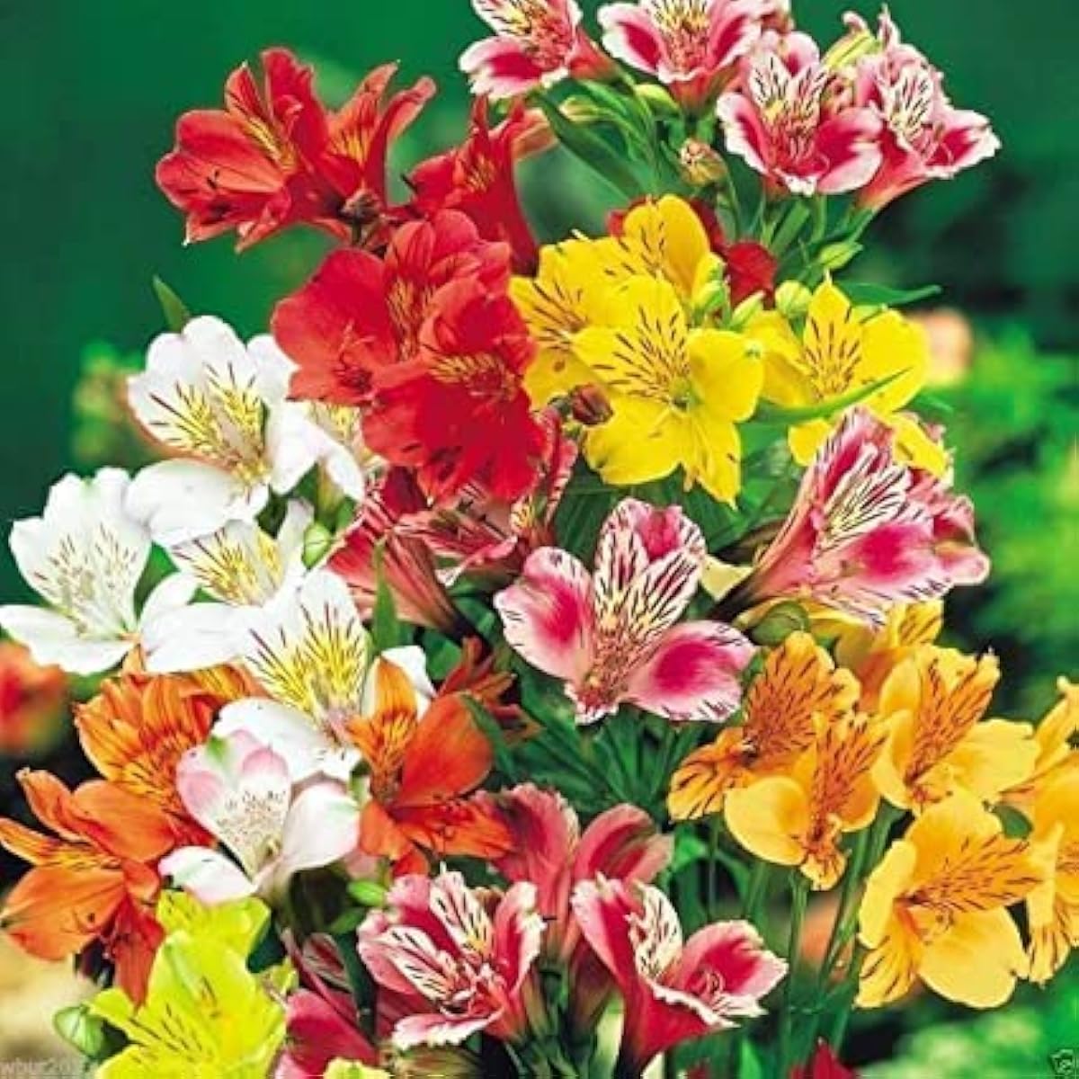Peruvian Lily Mixed Flower Seeds – Vibrant Garden Blooms – prime day up to 50%