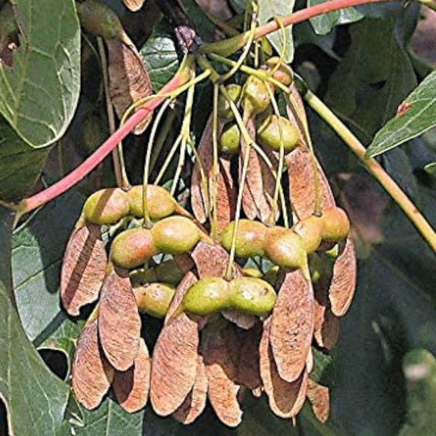Sugar Maple Tree Seeds Up to 50% Off