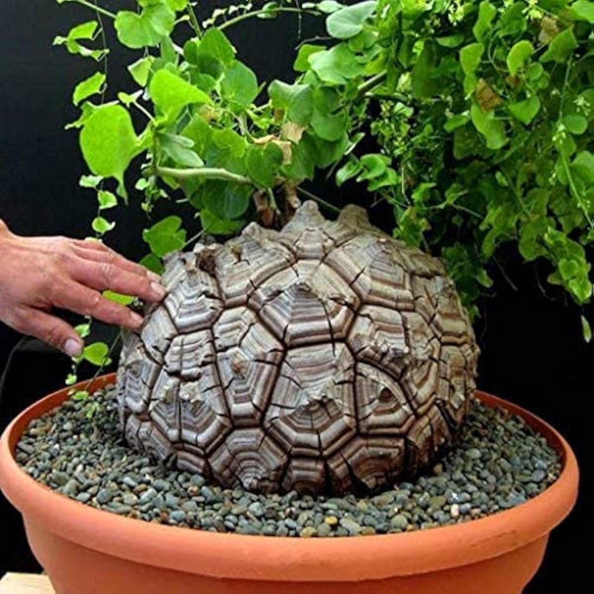 Elephant&#39;s Foot Yam Seeds Up to 50% Off