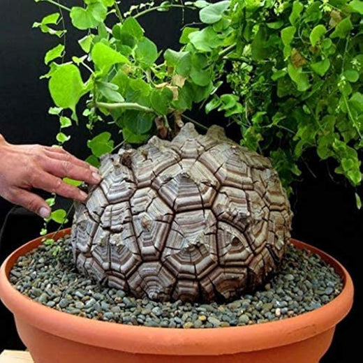 Elephants Foot Yam Seeds