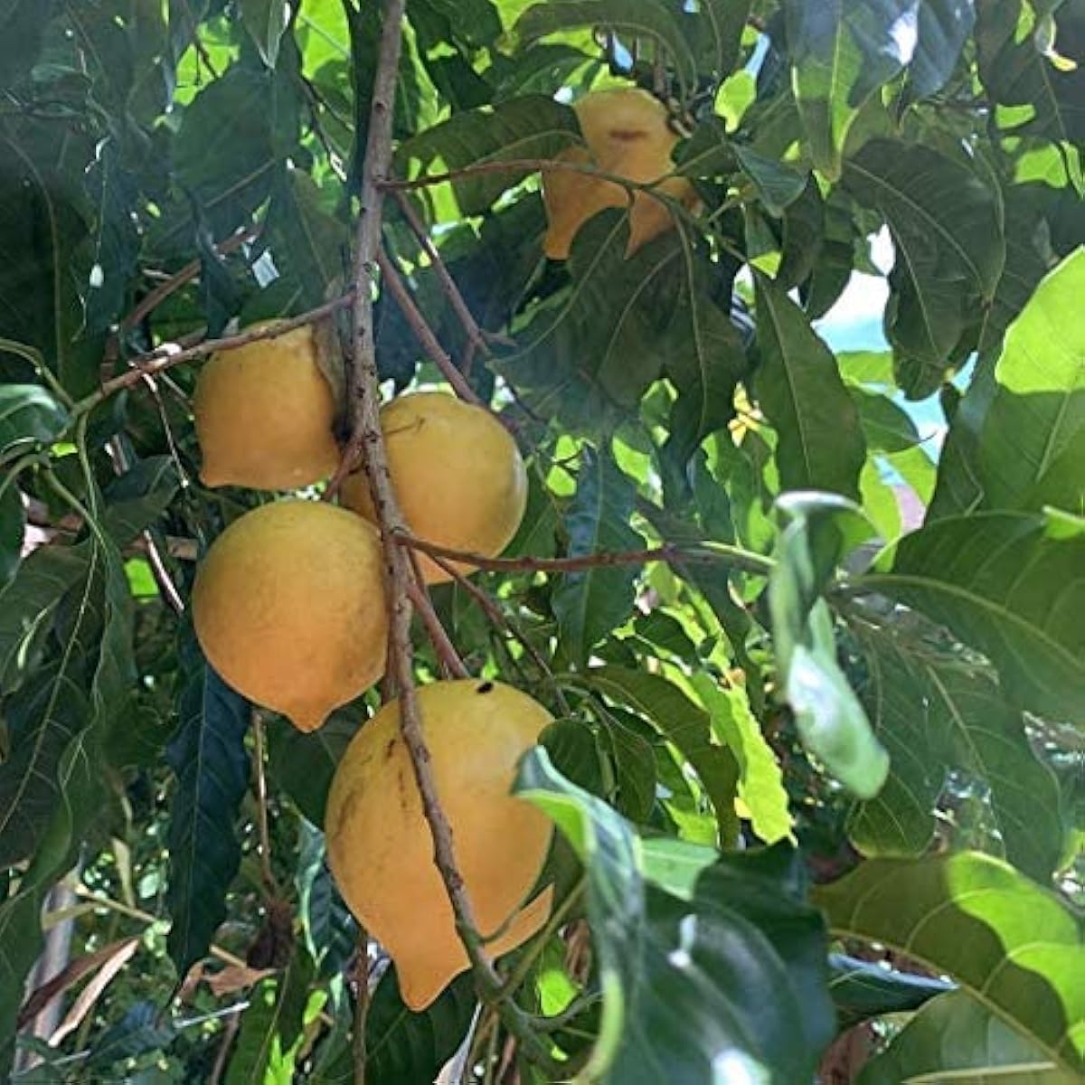 Gold Berry Abiu Seeds Up to 50% Off