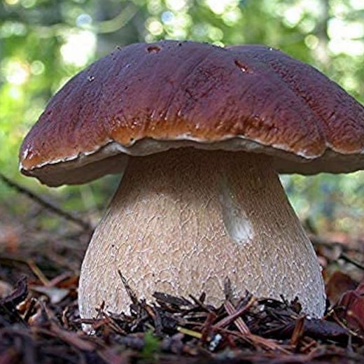 Porcini Mushroom Spores