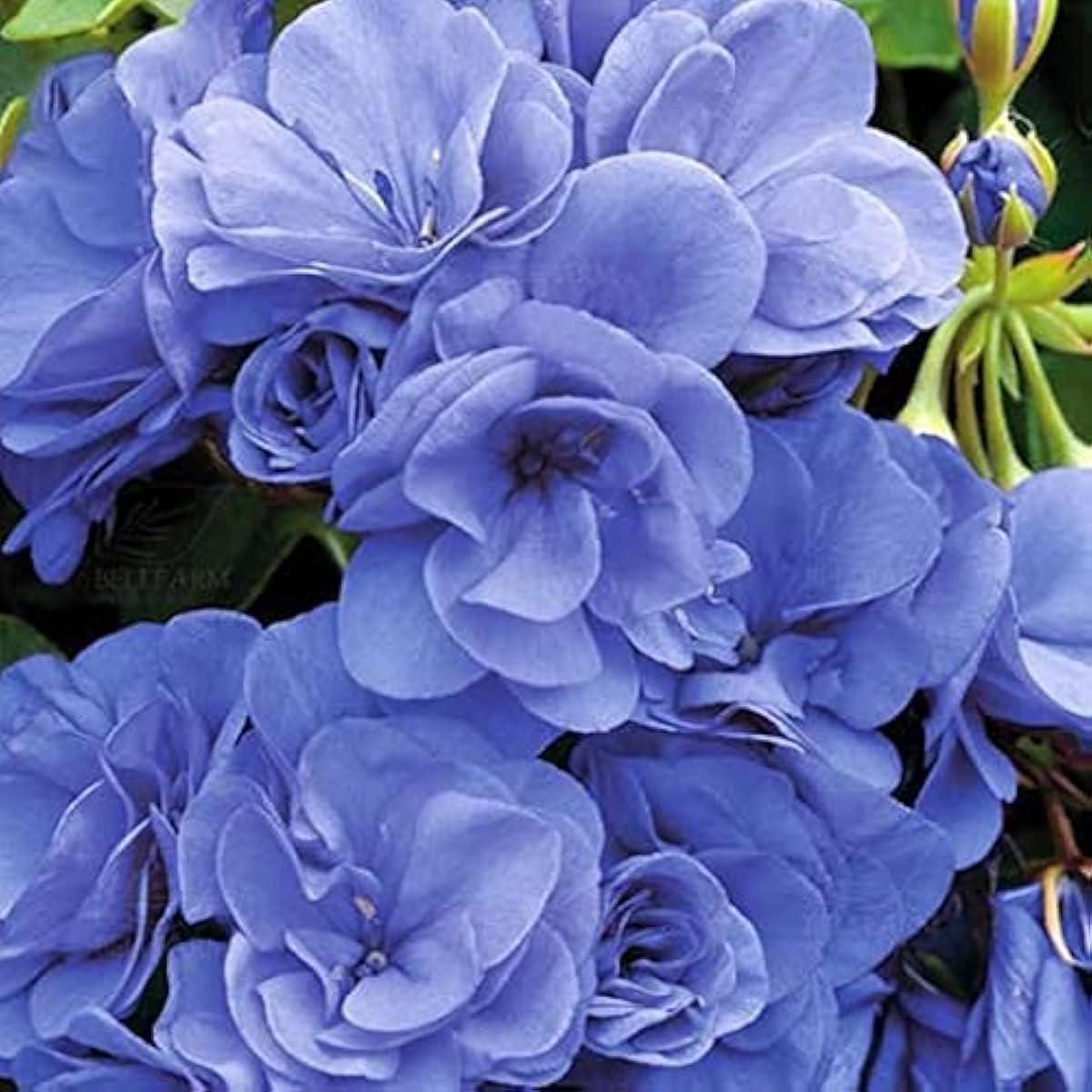 Blue Geranium Flower Seeds up to 50%