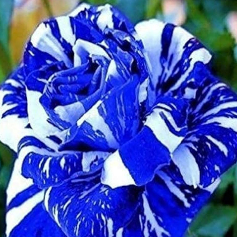 Osiria Blue White Rose Seeds prime day up to 50%