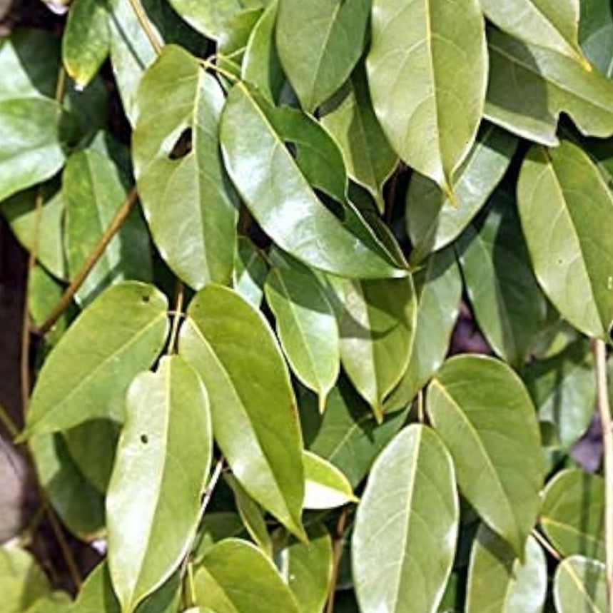 Climbing Jade Vine (Mucuna sempervirens) Seeds – Rare Ornamental Vine – Up to 50%