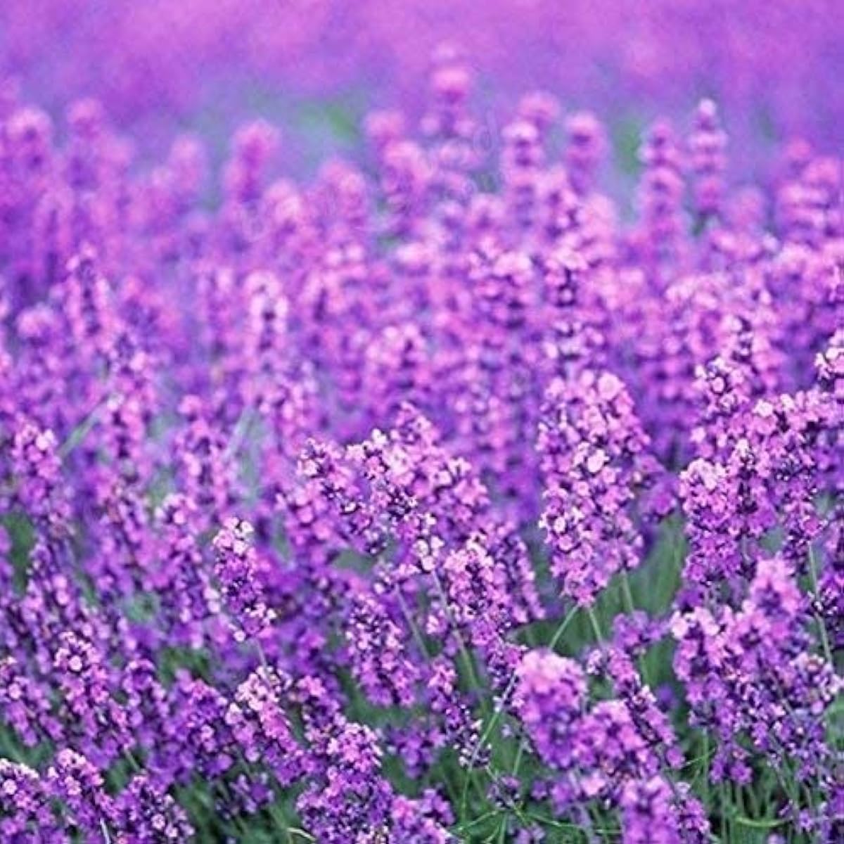 Provence Lavender Seeds Up to 50% Off