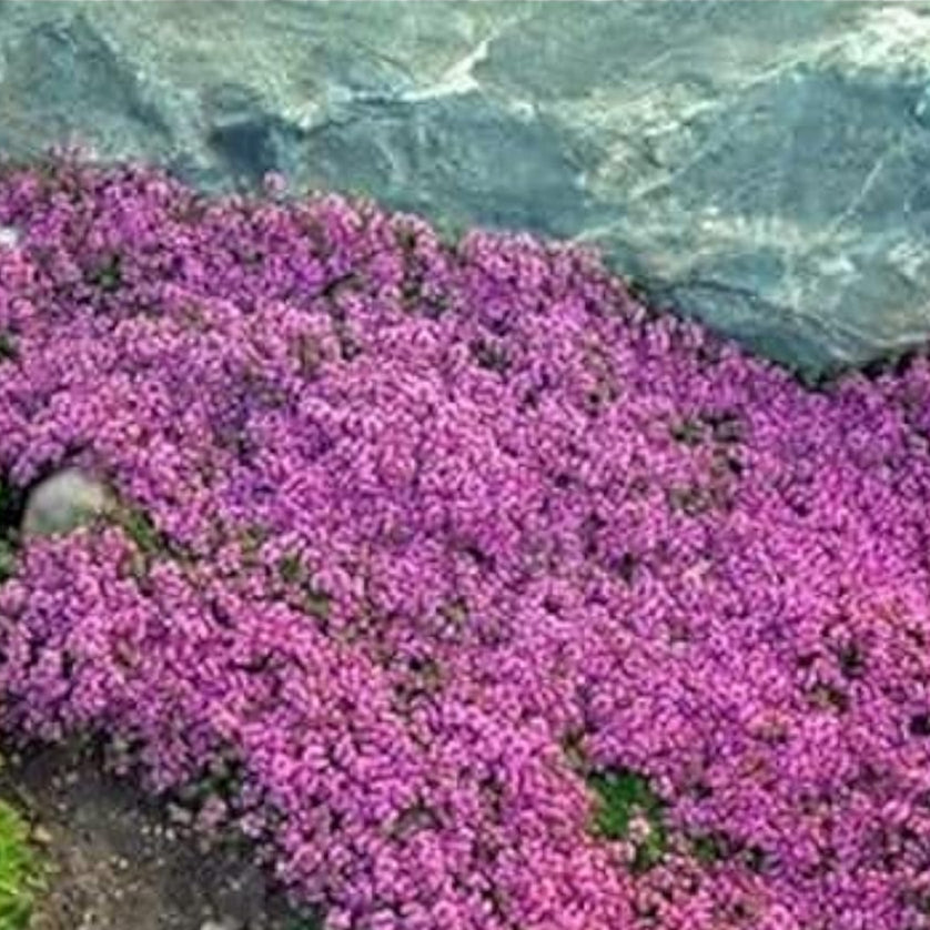Creeping Thyme - Magic Carpet Up to 50%